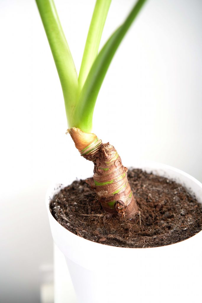 L'alocasia Cucullata est une plante facile d'entretien qui peut avoir un rhizome semi-apparent