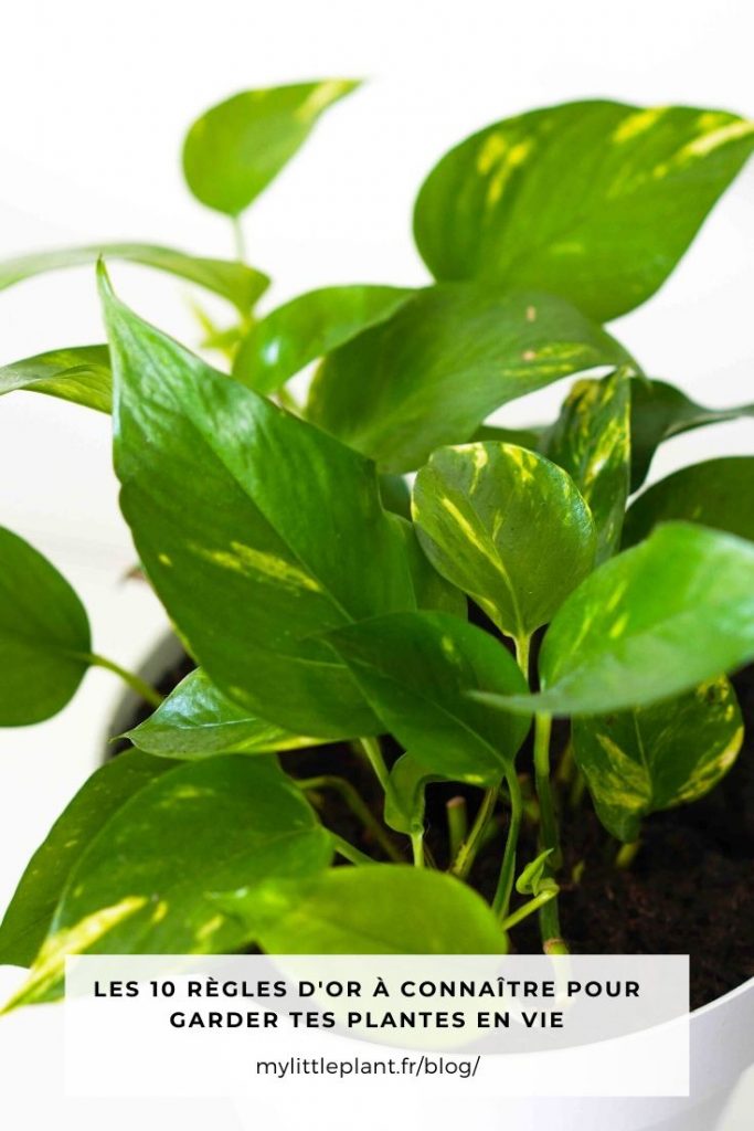 Marre de voir tes plantes dépérir ? Vient découvrir sur My Little Plant les  10 règles à connaître pour enfin réussir à garder tes plantes en vie.