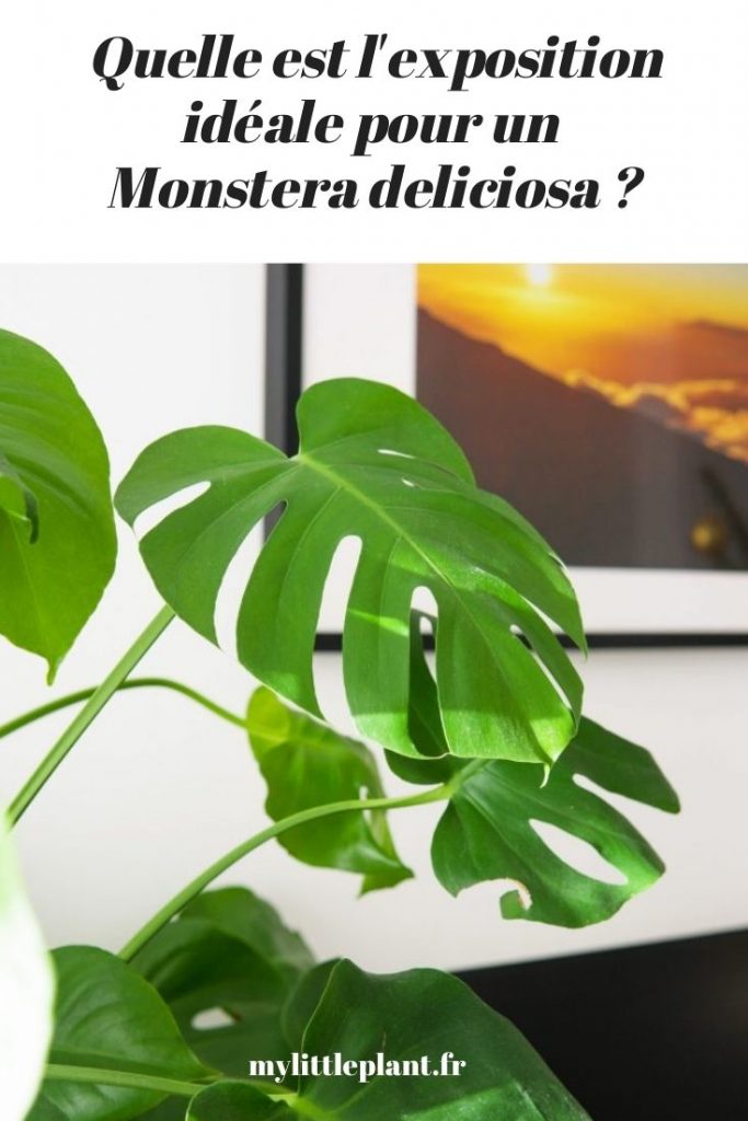 les soins et le tuteurage des plantes Monstera Deliciosa, - maison