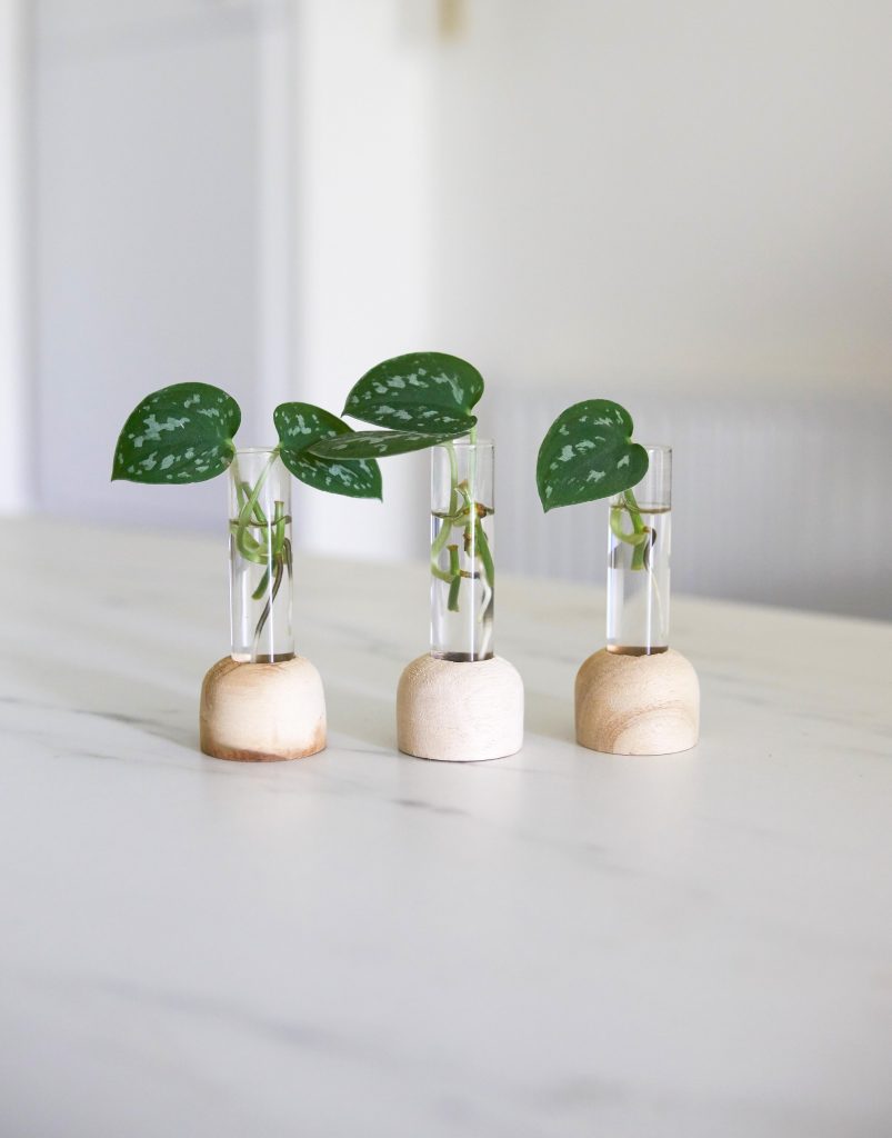Mini fioles de bouturage avec base en bois