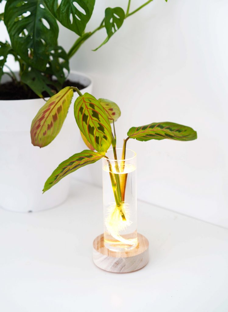 Soliflore lumineux pour boutures ou plantes en hydroponie