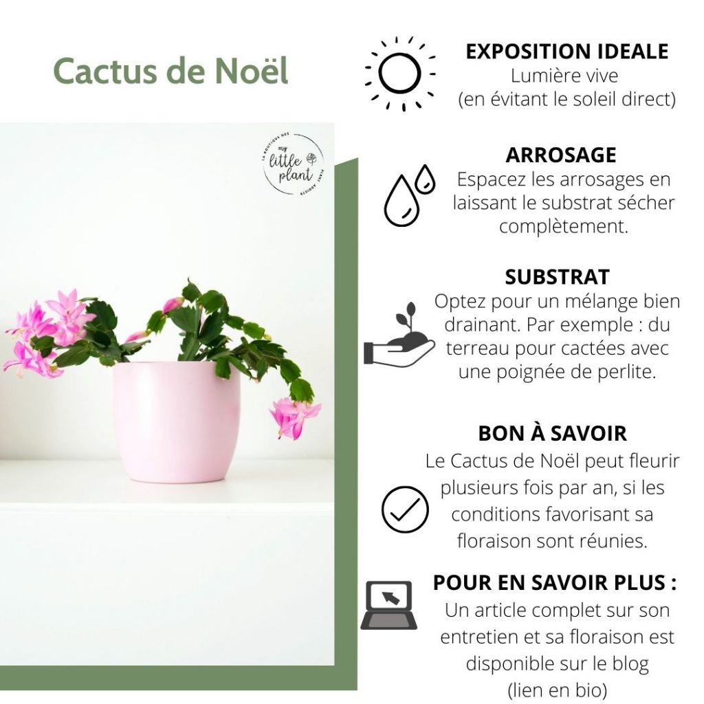 Comment prendre soin d'un cactus de Noêl ?