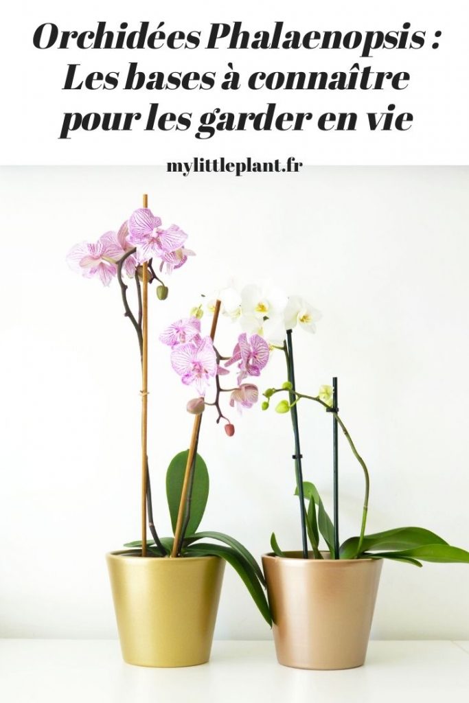 Orchidées Phalaenopsis : comment les garder en vie ? - MyLittlePlant