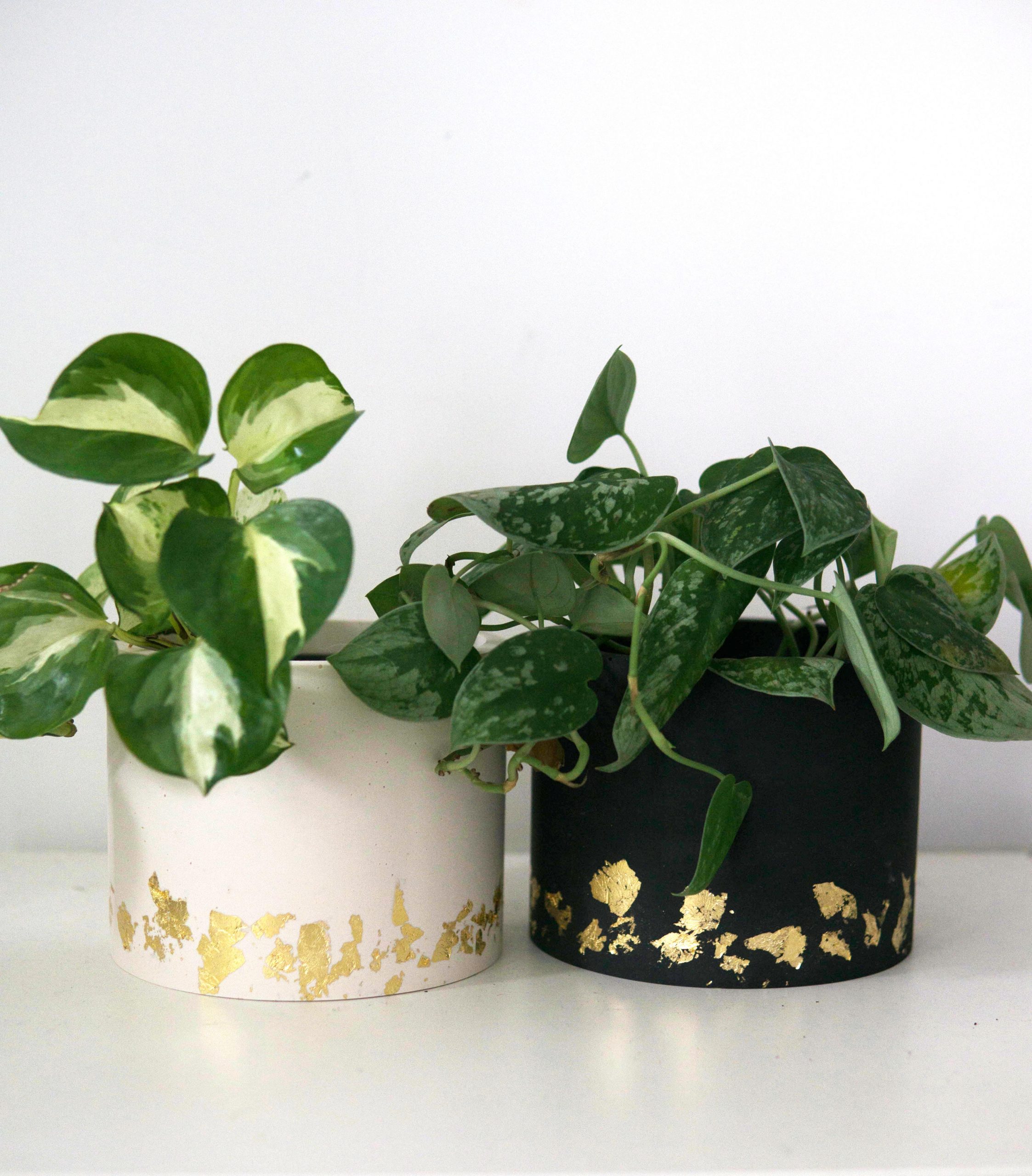 Boutique d'accessoires pour plantes d'intérieur - MyLittlePlant